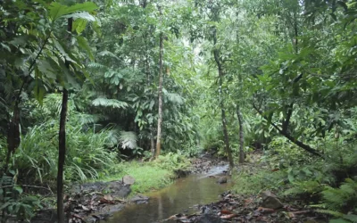 Karnataka Moves to Declare Myristica Swamps as Biodiversity Heritage Sites